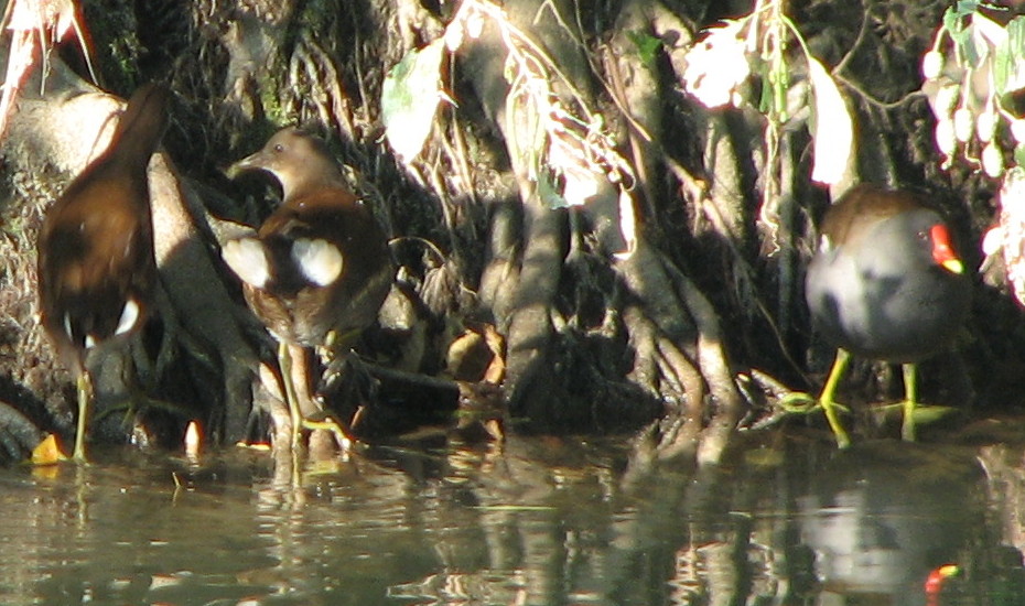 Anatidi? [Gallinella d''acqua]